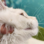 Maine Coon kitten Happy StarPaws, color es 22, litter H1, 04.10.2023
