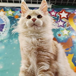 Maine Coon kitten Happy StarPaws, color es 22, litter H1, 04.10.2023