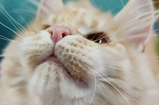 Maine Coon kitten Honda StarPaws, color ds 22, litter H1, 04.10.2023