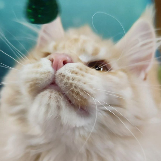 Maine Coon kitten Honda StarPaws, color ds 22, litter H1, 04.10.2023