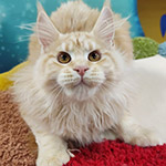 Maine Coon kitten Honda StarPaws, color ds 22, litter H1, 04.10.2023