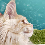 Maine Coon kitten Honda StarPaws, color ds 22, litter H1, 04.10.2023