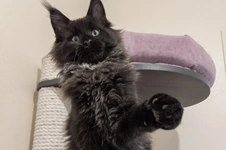 Maine Coon kitten Indigo StarPaws, color n, litter I, 03.08.2019