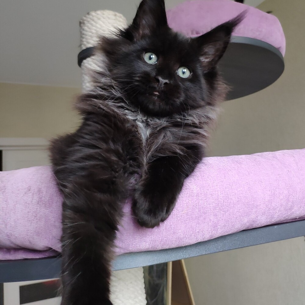 Maine Coon kitten Indigo StarPaws, color n, litter I, 03.08.2019
