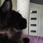 Maine Coon kitten Indigo StarPaws, color n, litter I, 03.08.2019
