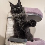 Maine Coon kitten Indigo StarPaws, color n, litter I, 03.08.2019