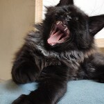 Maine Coon kitten Indigo StarPaws, color n, litter I, 03.08.2019