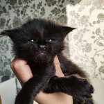 Maine Coon kitten Indigo StarPaws, color n, litter I, 03.08.2019