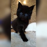 Maine Coon kitten Indigo StarPaws, color n, litter I, 03.08.2019