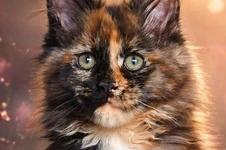 Maine Coon kitten Infinity StarPaws, color f, litter I, 03.08.2019