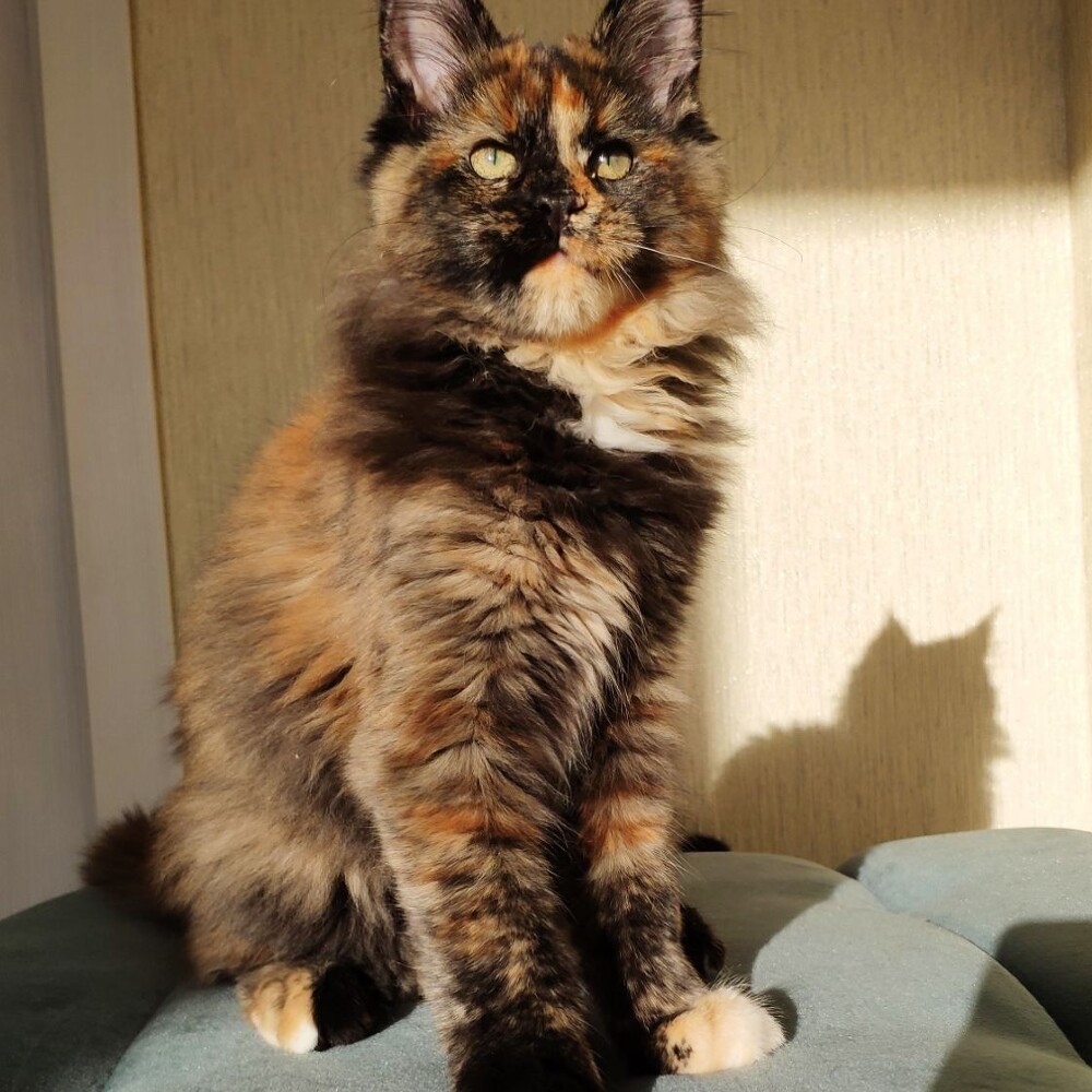 Maine Coon kitten Infinity StarPaws, color f, litter I, 03.08.2019