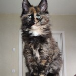 Maine Coon kitten Infinity StarPaws, color f, litter I, 03.08.2019