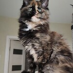 Maine Coon kitten Infinity StarPaws, color f, litter I, 03.08.2019