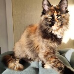 Maine Coon kitten Infinity StarPaws, color f, litter I, 03.08.2019
