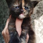 Maine Coon kitten Infinity StarPaws, color f, litter I, 03.08.2019