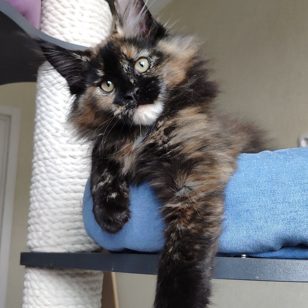 Maine Coon kitten Intuition StarPaws, color f, litter I, 03.08.2019