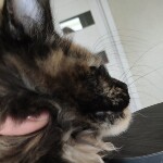 Maine Coon kitten Intuition StarPaws, color f, litter I, 03.08.2019