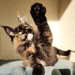 Maine Coon kitten Intuition StarPaws, color f, litter I, 03.08.2019