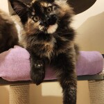 Maine Coon kitten Intuition StarPaws, color f, litter I, 03.08.2019