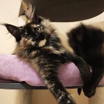 Maine Coon kitten Intuition StarPaws, color f, litter I, 03.08.2019