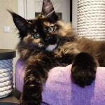 Maine Coon kitten Intuition StarPaws, color f, litter I, 03.08.2019