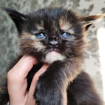 Maine Coon kitten Intuition StarPaws, color f, litter I, 03.08.2019