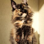 Maine Coon kitten Intuition StarPaws, color f, litter I, 03.08.2019