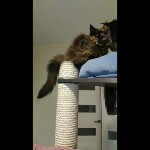 Maine coon kitten Intuition video 1