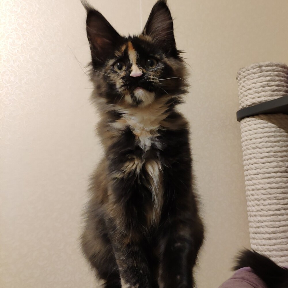 Maine Coon kitten Iriska StarPaws, color f, litter I, 03.08.2019
