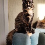 Maine Coon kitten Iriska StarPaws, color f, litter I, 03.08.2019