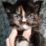 Maine Coon kitten Iriska StarPaws, color f, litter I, 03.08.2019