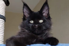 Maine Coon kitten Irvin StarPaws, color n, litter I, 03.08.2019