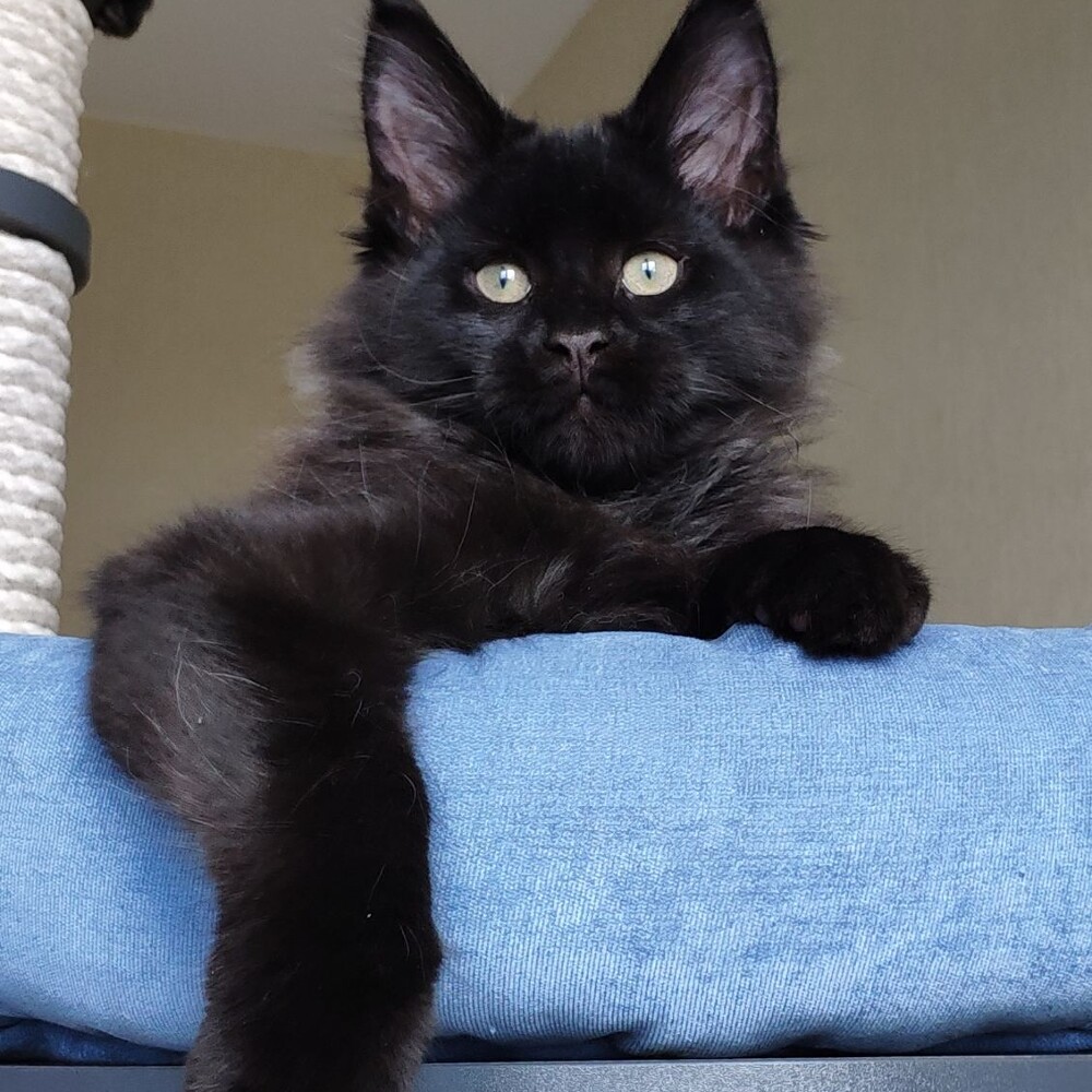 Maine Coon kitten Irvin StarPaws, color n, litter I, 03.08.2019