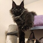 Maine Coon kitten Irvin StarPaws, color n, litter I, 03.08.2019