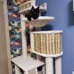 Maine Coon kitten Irvin StarPaws, color n, litter I, 03.08.2019