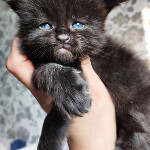Maine Coon kitten Irvin StarPaws, color n, litter I, 03.08.2019
