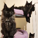 Maine Coon kittens StarPaws, litter I, 03.08.2019