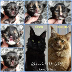 Maine Coon kittens StarPaws, litter I, 03.08.2019