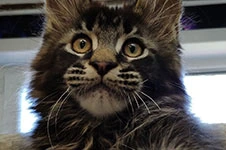 Maine Coon kitten Jad StarPaws, color n 22, litter J, 21.05.2020