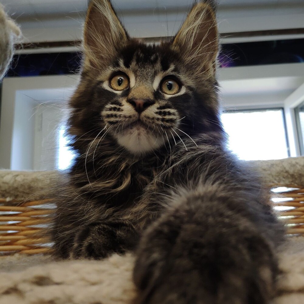 Maine Coon kitten Jad StarPaws, color n 22, litter J, 21.05.2020