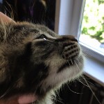 Maine Coon kitten Jad StarPaws, color n 22, litter J, 21.05.2020