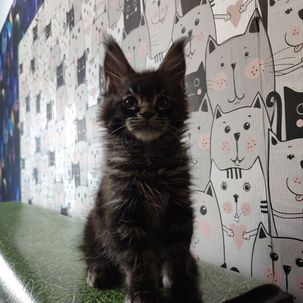 Maine Coon kitten Jim StarPaws, color n 22, litter J, 21.05.2020