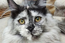 Maine Coon kitten Jolie StarPaws, color fs, litter J1, 04.11.2023