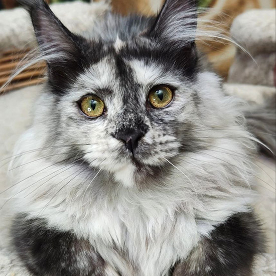 Maine Coon kitten Jolie StarPaws, color fs, litter J1, 04.11.2023