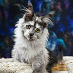 Maine Coon kitten Jolie StarPaws, color fs, litter J1, 04.11.2023
