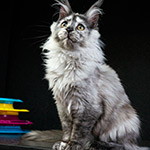 Maine Coon kitten Jolie StarPaws, color fs, litter J1, 04.11.2023
