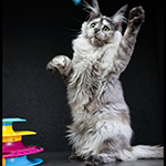 Maine Coon kitten Jolie StarPaws, color fs, litter J1, 04.11.2023