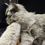 Maine Coon kitten Jolie StarPaws, color fs, litter J1, 04.11.2023