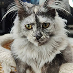 Maine Coon kitten Jolie StarPaws, color fs, litter J1, 04.11.2023