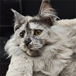 Maine coon kitten Jolie video 1